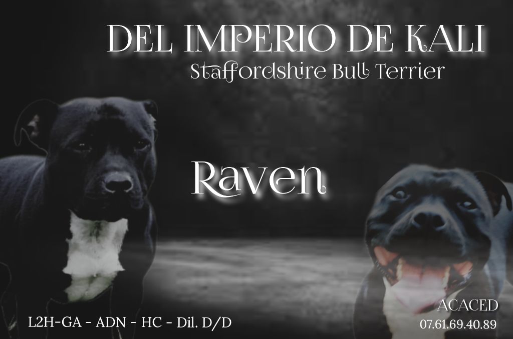Raven (Sans Affixe)