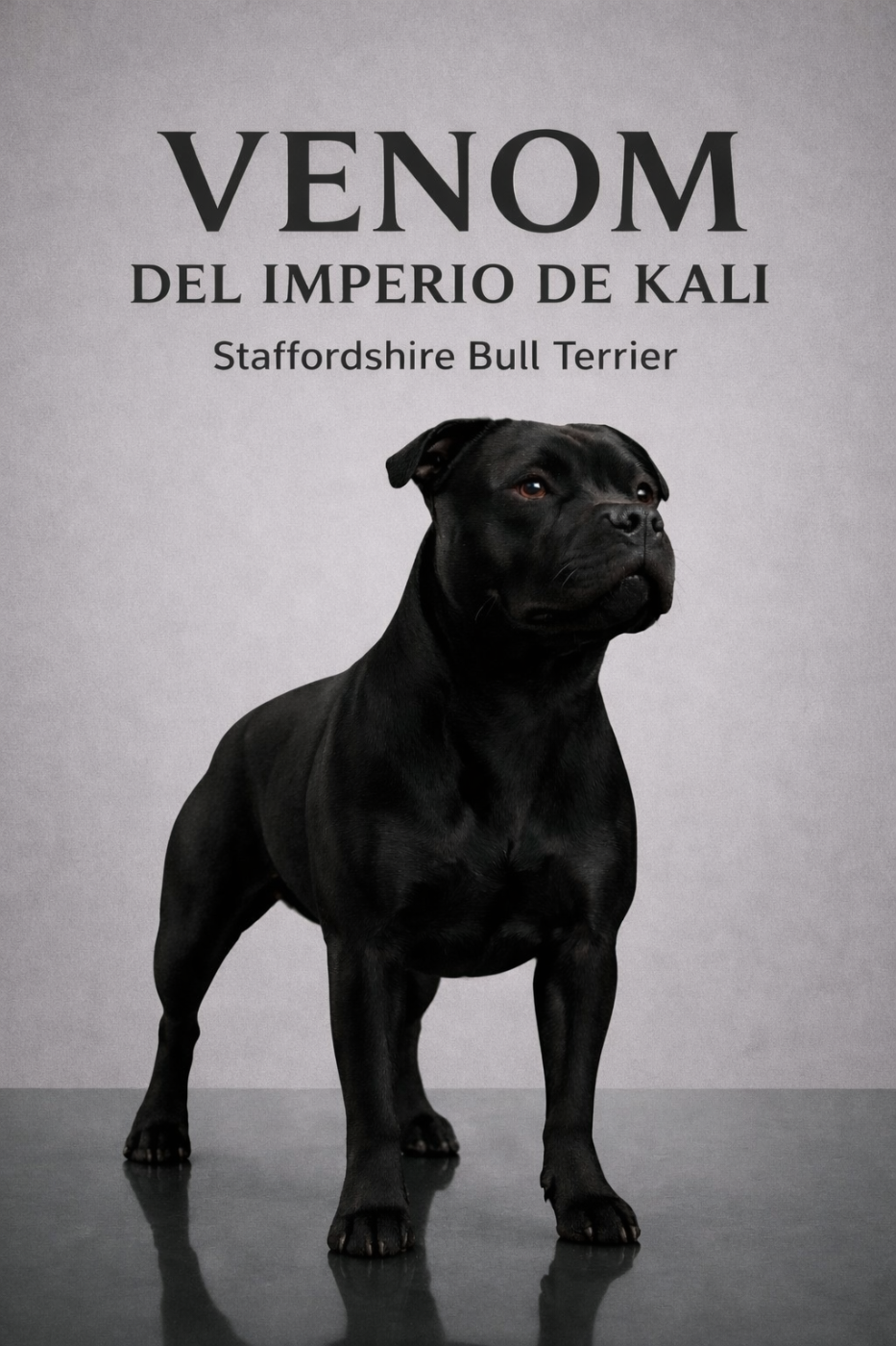 Nos chiens disponible pour saillie 