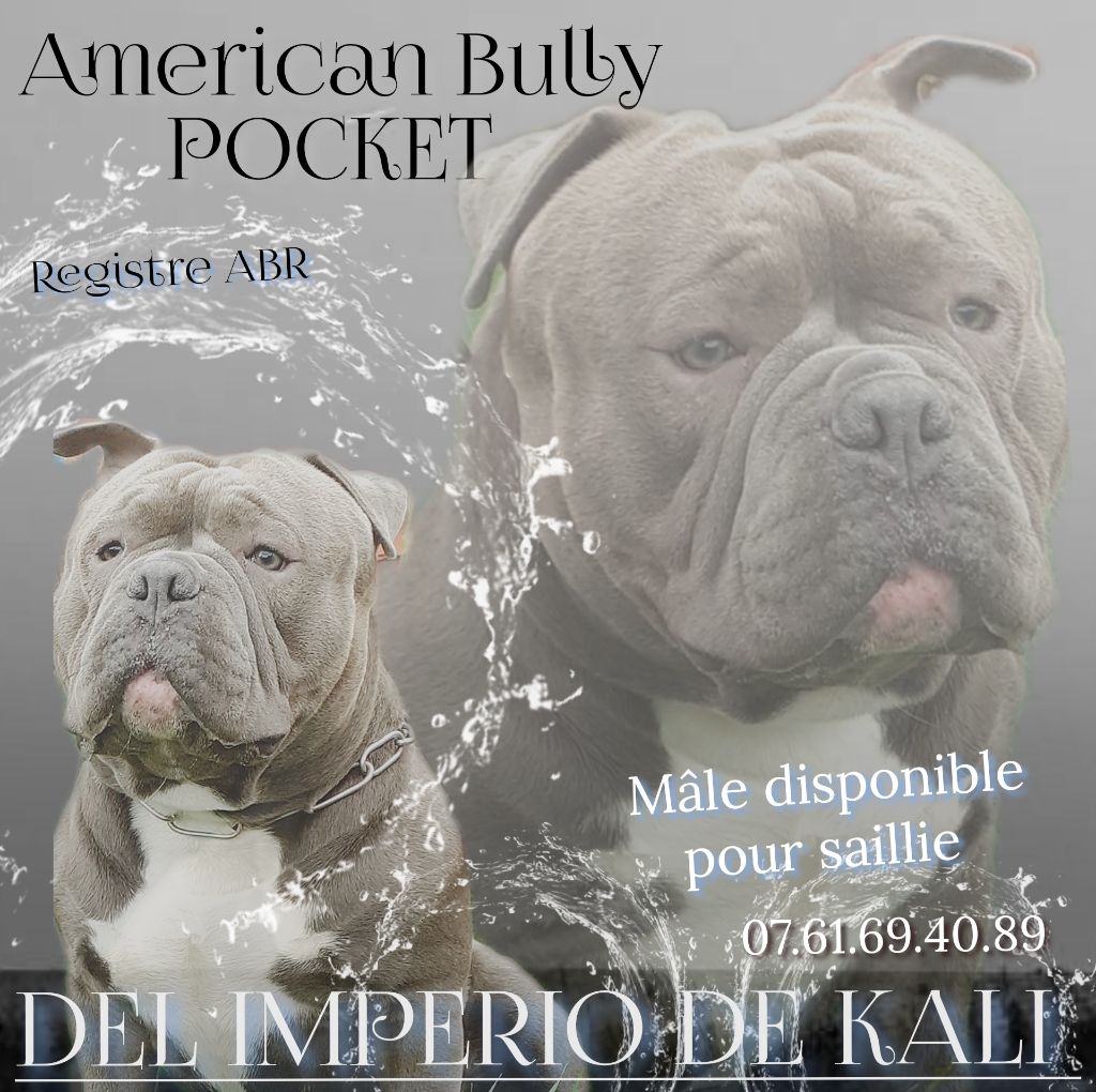 Nos chiens disponible pour saillie